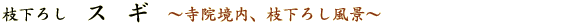 枝下ろし　スギ